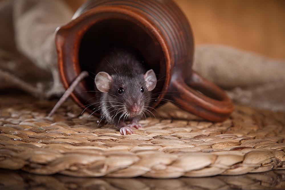 Mäuse und Ratten