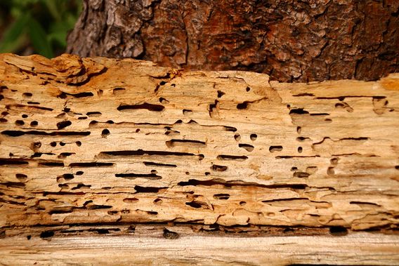 Holzschutz